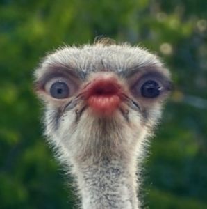 Meet your Posher, Sally